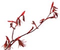 Japanese Maple Foliage