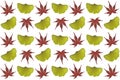 Japanese maple and ginkgo leaves Royalty Free Stock Photo