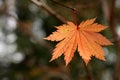 Japanese Maple Leaf Royalty Free Stock Photo