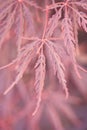 Japanese Maple Leaf Royalty Free Stock Photo