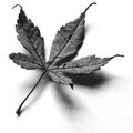 Japanese Maple Leaf Royalty Free Stock Photo