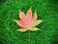 Japanese Maple Leaf Royalty Free Stock Photo