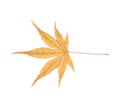 Japanese maple leaf isolated Royalty Free Stock Photo