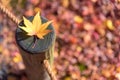 Japanese maple leaf on wood pattern background Royalty Free Stock Photo