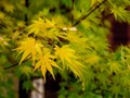 Selective focus of Japanese maple leafs Acer palmatum with blurred background Royalty Free Stock Photo