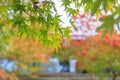 Japanese maple leave close up in autumn season at Byodo-in temple, Kyoto