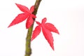 Japanese Maple Leaves Royalty Free Stock Photo