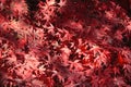 Japanese Maple leaves Royalty Free Stock Photo