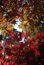 Japanese Maple leaves Royalty Free Stock Photo