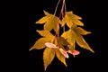 japanese maple leaves autumn colors isolated Royalty Free Stock Photo