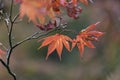 Japanese Maple leaves in autumn, Kyoto, Japan