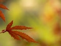 Japanese Maple leaves changing to red color, great for Autumn background. Royalty Free Stock Photo