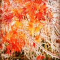 japanese maple leaves covered in ice Royalty Free Stock Photo