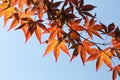 Japanese Maple Leaves Royalty Free Stock Photo