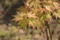 Japanese maple leaves on the tree with sunlight acer palmatum katsura Royalty Free Stock Photo