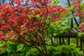 Japanese Maple and Pagoda