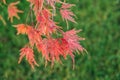 Japanese maple purple leaves on a green background Royalty Free Stock Photo