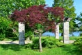 Japanese maple, Acer Palmatum in park in summer season Royalty Free Stock Photo