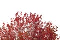 Japanese maple red autumnal foliage Royalty Free Stock Photo