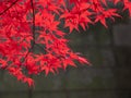 Japanese Maple with Red Fall Foliage Royalty Free Stock Photo