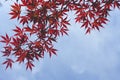 Japanese maple red leaves Royalty Free Stock Photo
