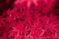 Japanese Maple red leaves Royalty Free Stock Photo