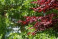 Japanese maple red leaves with green background Royalty Free Stock Photo