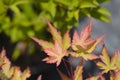 Japanese Maple Sango Kaku Royalty Free Stock Photo