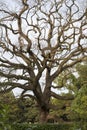 Japanese maple tree in autumn, Kyoto, Japan Royalty Free Stock Photo