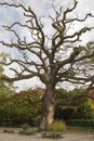 Japanese maple tree in autumn, Kyoto, Japan Royalty Free Stock Photo