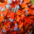 Japanese maple tree in the autumn . Red leaves of the maple glow in the rays of the sun. Bottom view Royalty Free Stock Photo