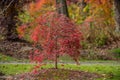 Japanese maple tree in autumn Royalty Free Stock Photo