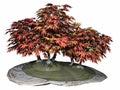 Japanese maple tree bonsai - 3D render Royalty Free Stock Photo