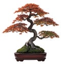 Japanese maple tree bonsai. AI-generated