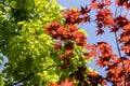 Japanese maple tree with bright red leaves against a blue sky and a green leaved tree - taken from below Royalty Free Stock Photo