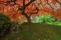 Japanese Maple tree in the Fall 2 Royalty Free Stock Photo