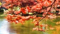 Japanese Maple Tree. Royalty Free Stock Photo