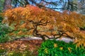Japanese Maple Tree Foliage Fall Authomn Season Royalty Free Stock Photo