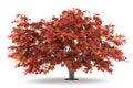 Japanese maple tree isolated on white Royalty Free Stock Photo