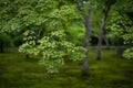 Japanese maple tree