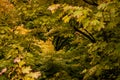 Image of Japanese Maple trees turning into autumn colors Royalty Free Stock Photo