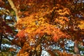 Japanese Maple Tree Leafs in the Fall Royalty Free Stock Photo