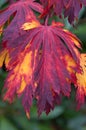 Japanese maple tree leaves with autumn fall colors closeup Royalty Free Stock Photo