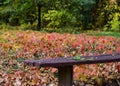 Japanese Maple Tree Autumn leaves