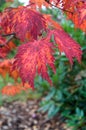Japanese maple tree leaves with brilliant autumn fall colors closeup Royalty Free Stock Photo