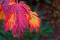 Japanese maple tree leaves with brilliant autumn fall colors closeup Royalty Free Stock Photo