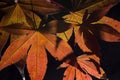 Japanese maple tree leaves turn color red and orange in fall or autumn isolated in black with back lighting. Close up shot. Royalty Free Stock Photo