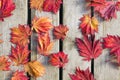 Japanese Maple Tree Leaves on Wood Deck Royalty Free Stock Photo