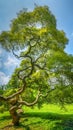 Japanese Maple Tree Royalty Free Stock Photo