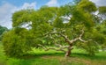 Japanese Maple Tree Royalty Free Stock Photo